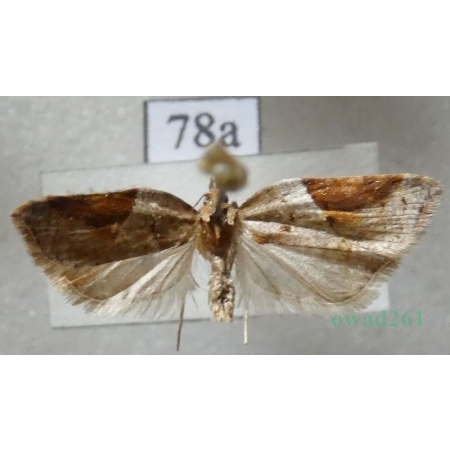 Acleris laterana (Fabricius, 1794) Czech78a